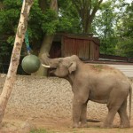 Czym się bawią słonie?