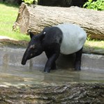 Tapir malajski - jedyne takie zwierzę w Polsce