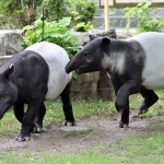Jedyna taka para w Polsce - tapiry malajskie