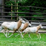 Nasze zwierzęta / Wykaz gatunków / Ssaki